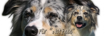 Spardose Australian Shepherd #1